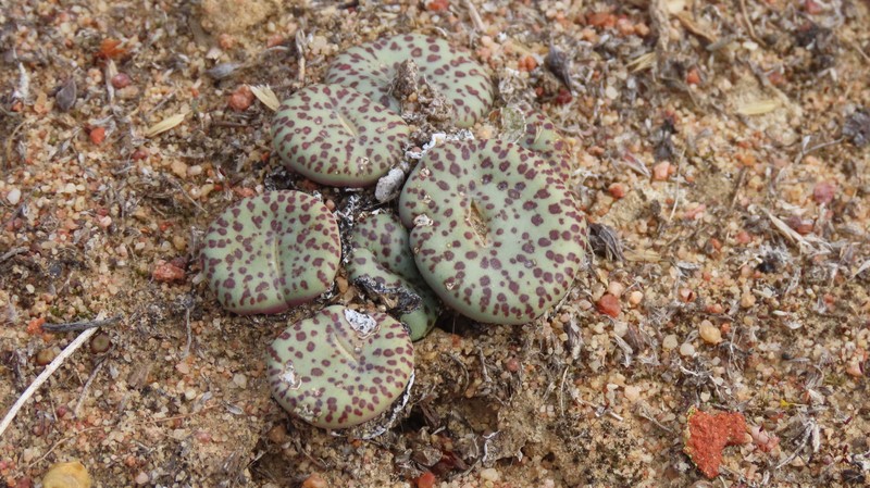 Conophytum obcordellum subsp. obcordellum photo 2