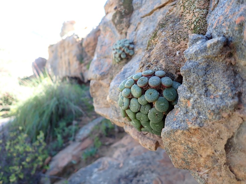 Conophytum obcordellum subsp. obcordellum photo 3