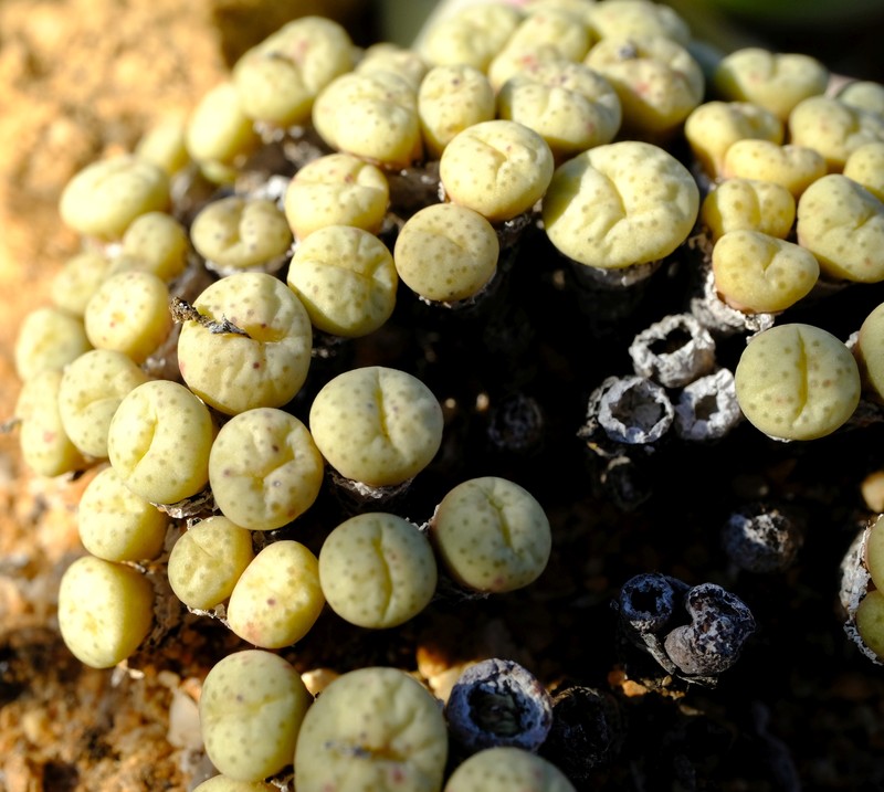 Conophytum obscurum subsp. obscurum