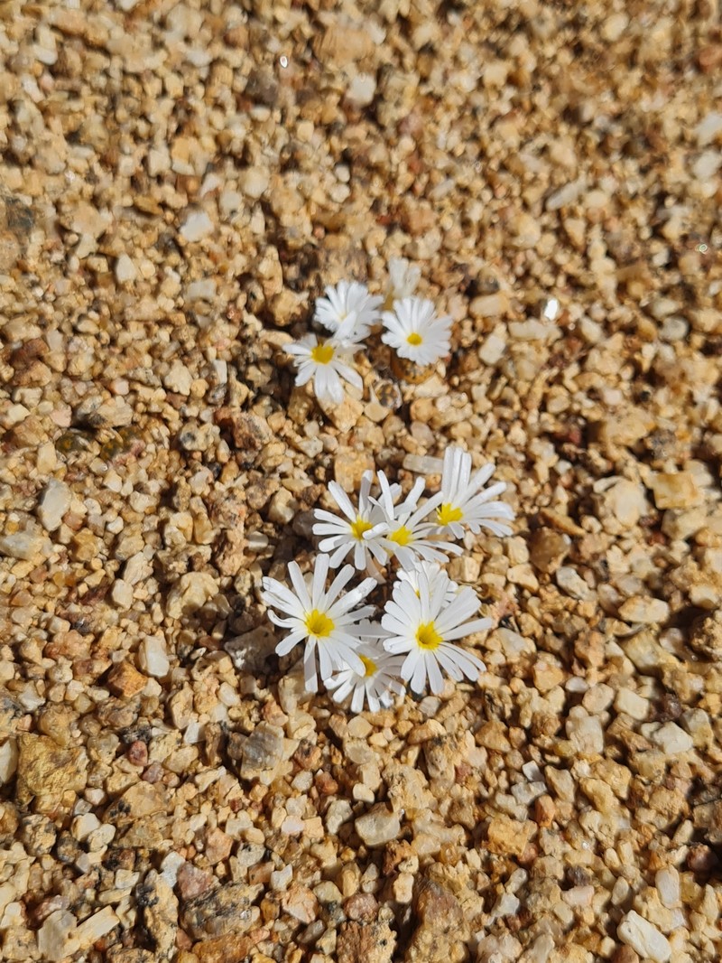 Conophytum pellucidum subsp. pellucidum