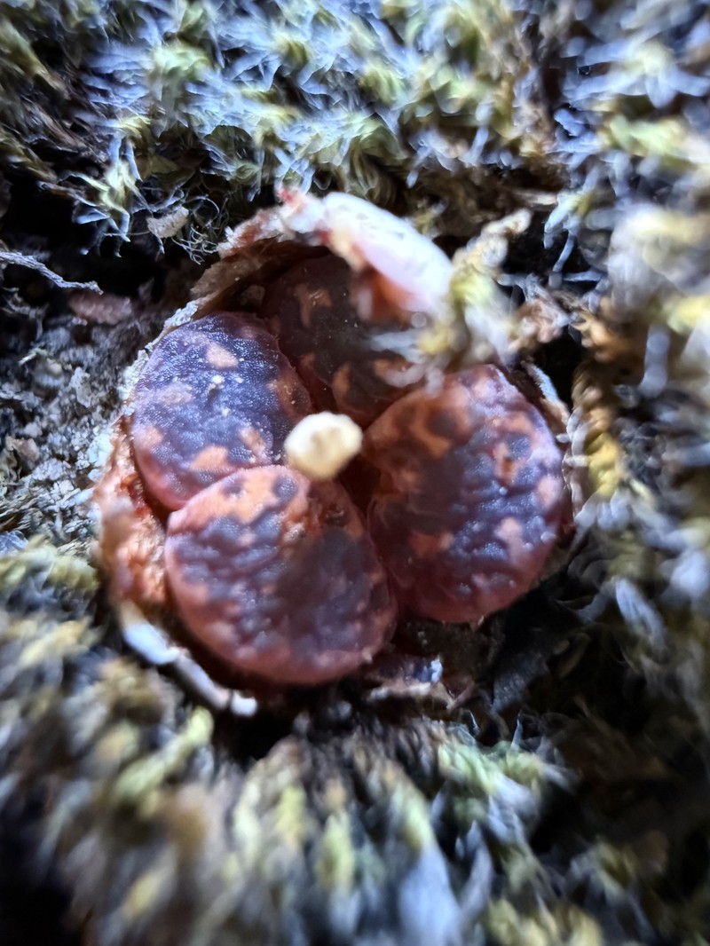 Conophytum pellucidum subsp. pellucidum photo 2
