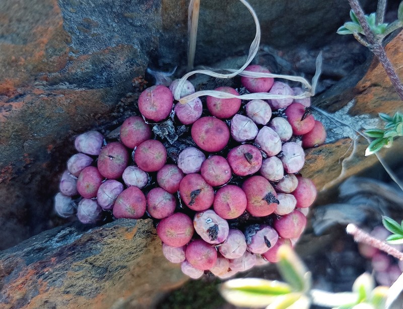 Conophytum piluliforme subsp. piluliforme