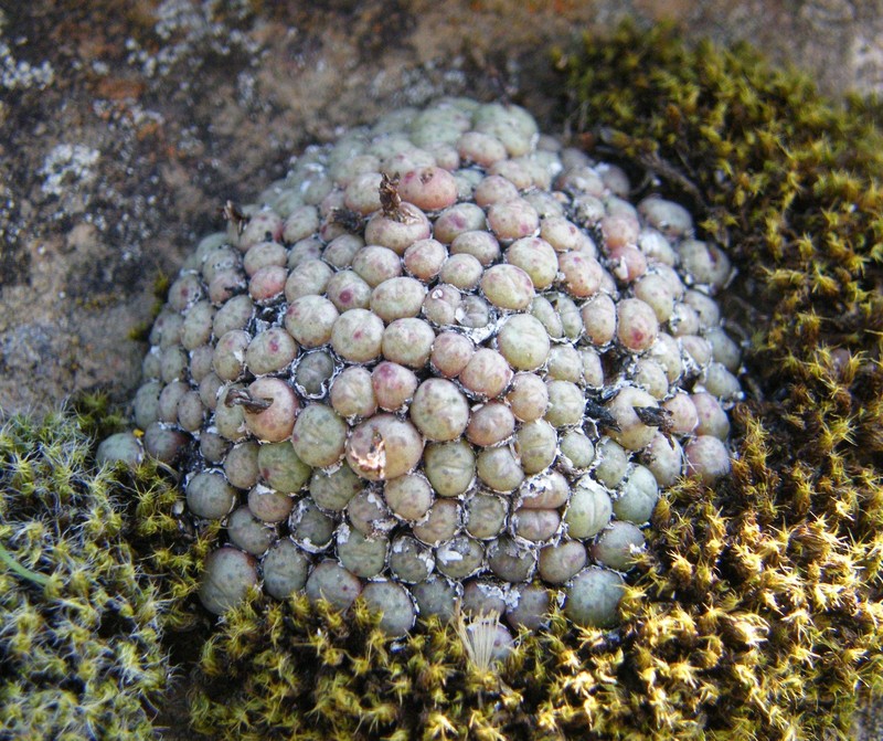 Conophytum piluliforme subsp. piluliforme photo 3