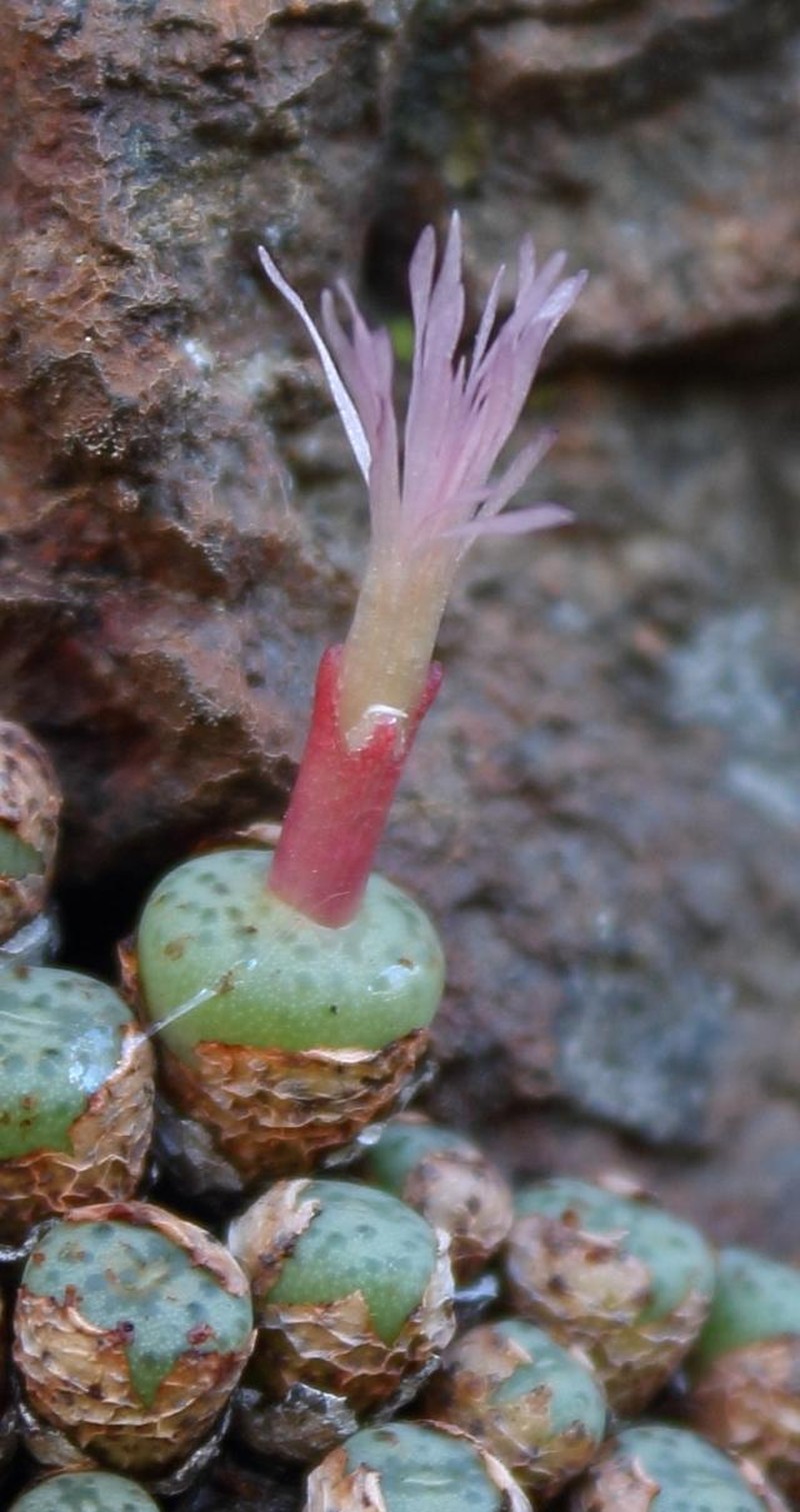 Conophytum piluliforme subsp. piluliforme photo 4