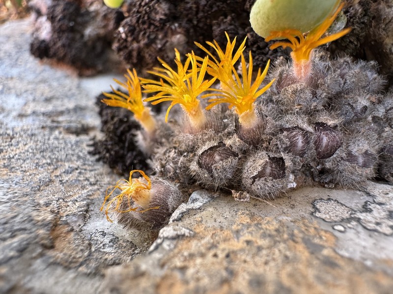 Conophytum stephanii subsp. stephanii photo 2