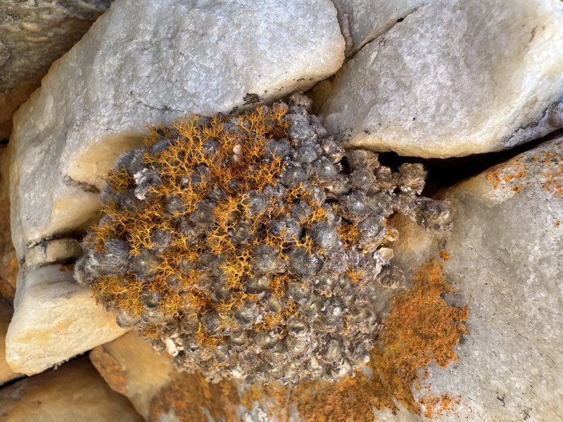 Conophytum stephanii subsp. stephanii photo 4