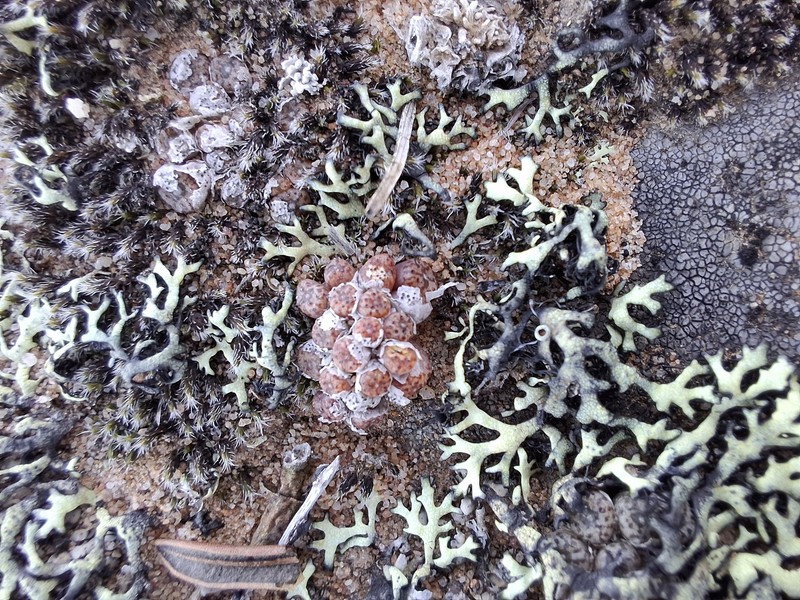 Conophytum swanepoelianum subsp. swanepoelianum