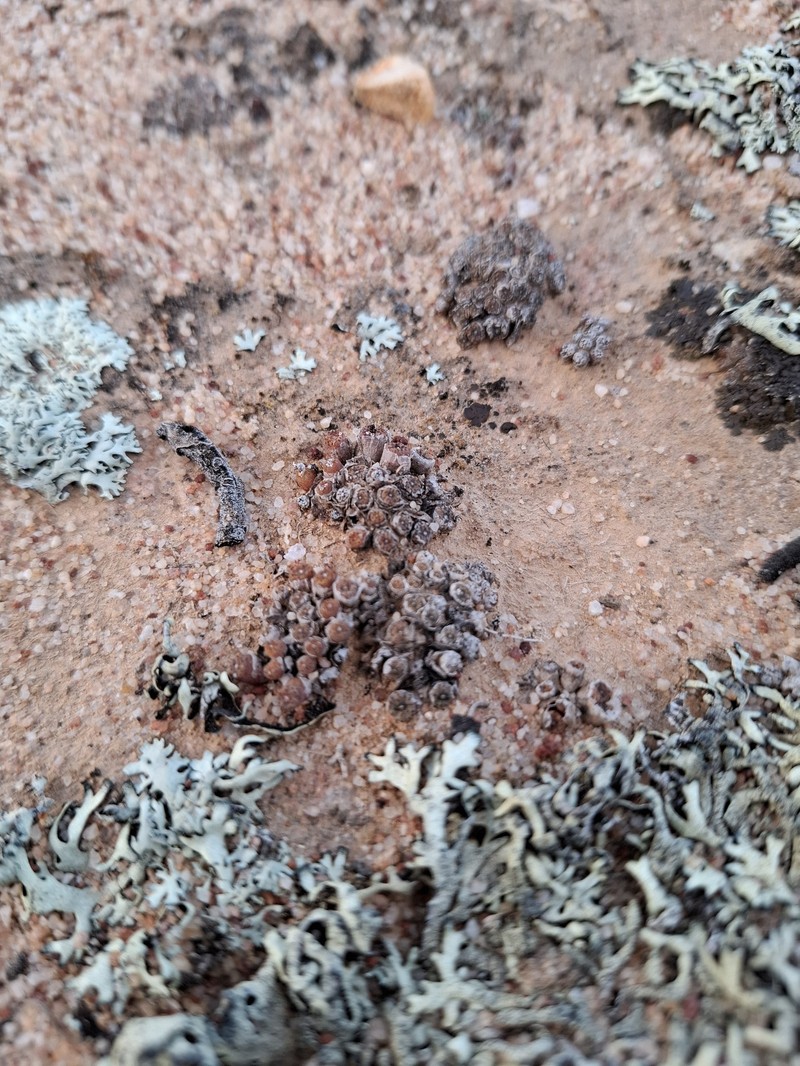Conophytum swanepoelianum subsp. swanepoelianum photo 2