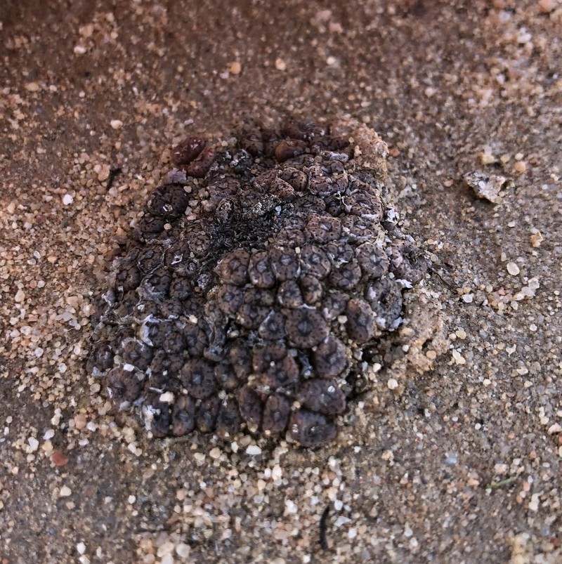 Conophytum swanepoelianum subsp. swanepoelianum photo 3