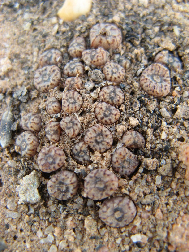 Conophytum swanepoelianum subsp. swanepoelianum photo 4
