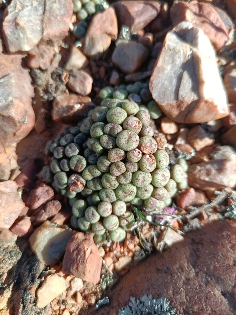 Conophytum truncatum subsp. truncatum