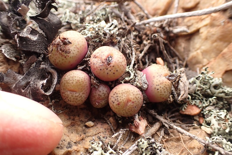Conophytum truncatum subsp. truncatum photo 2