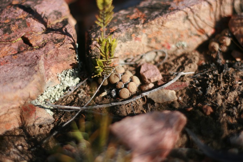Conophytum truncatum subsp. truncatum photo 3