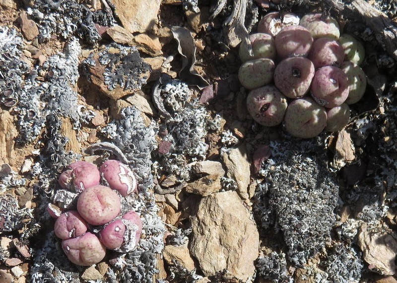 Conophytum truncatum subsp. truncatum photo 4