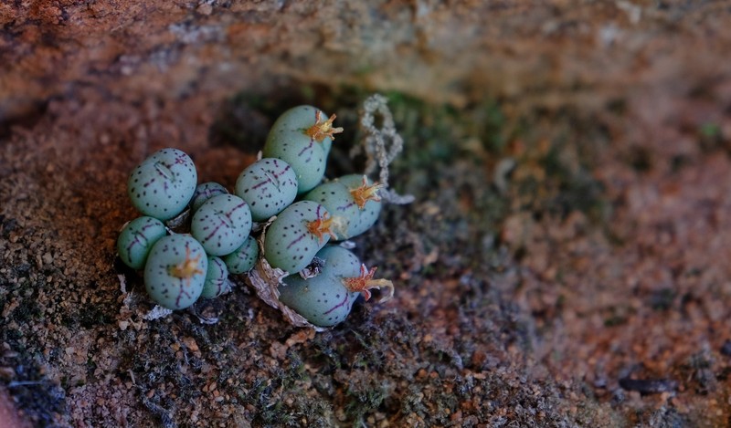 Conophytum uviforme subsp. uviforme