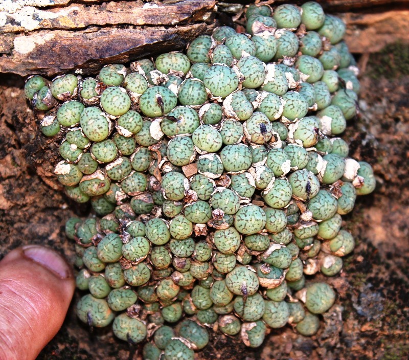Conophytum uviforme subsp. uviforme photo 2