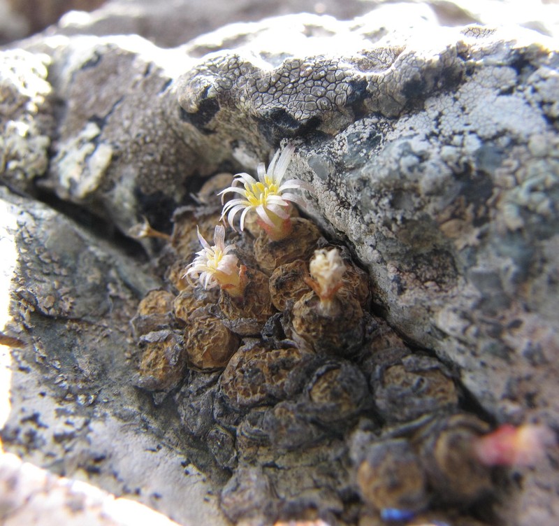 Conophytum uviforme subsp. uviforme photo 3