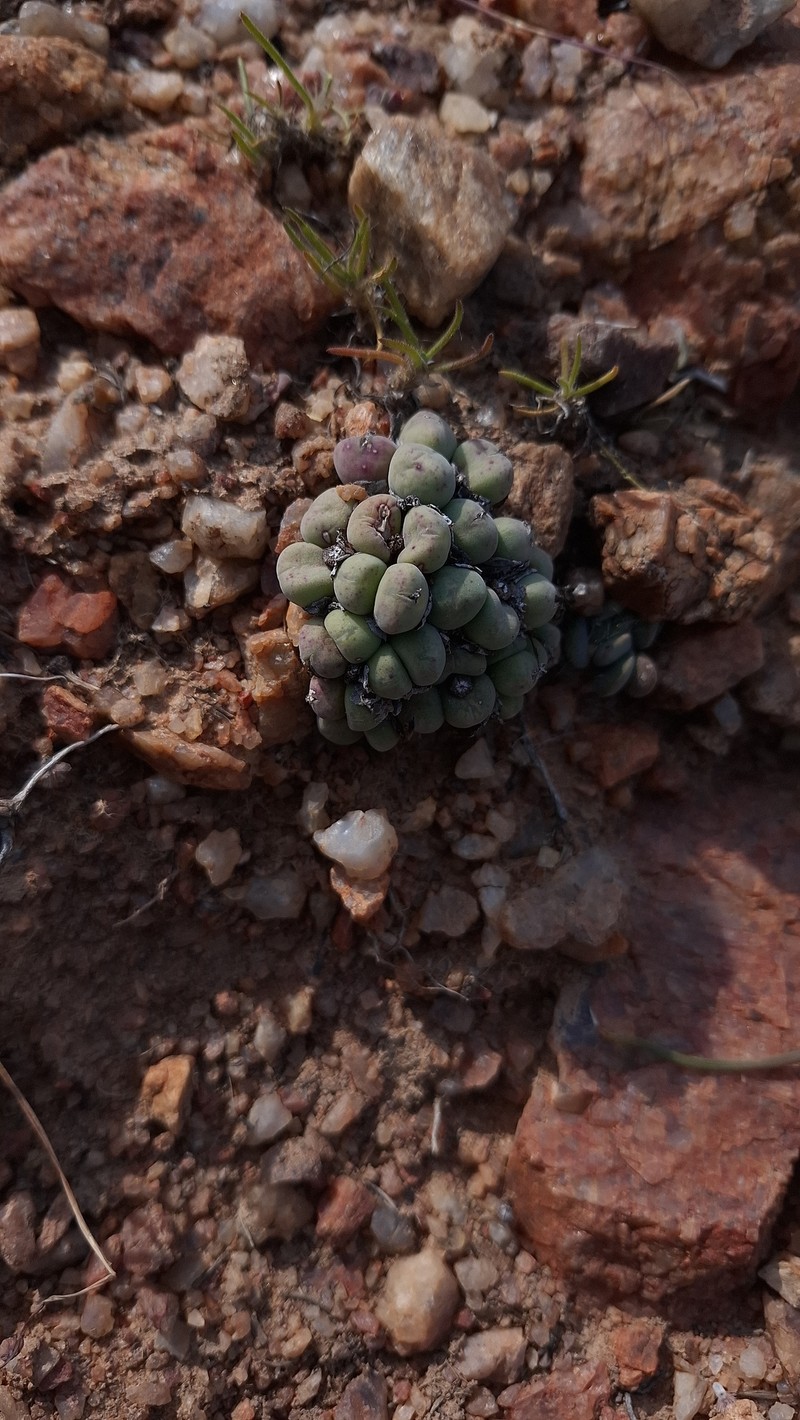 Conophytum velutinum subsp. velutinum