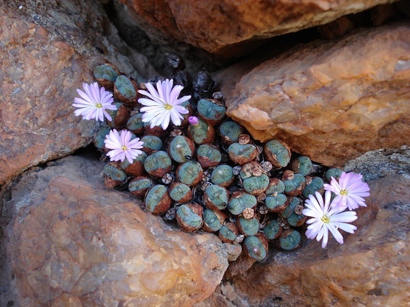 Conophytum velutinum subsp. velutinum photo 2