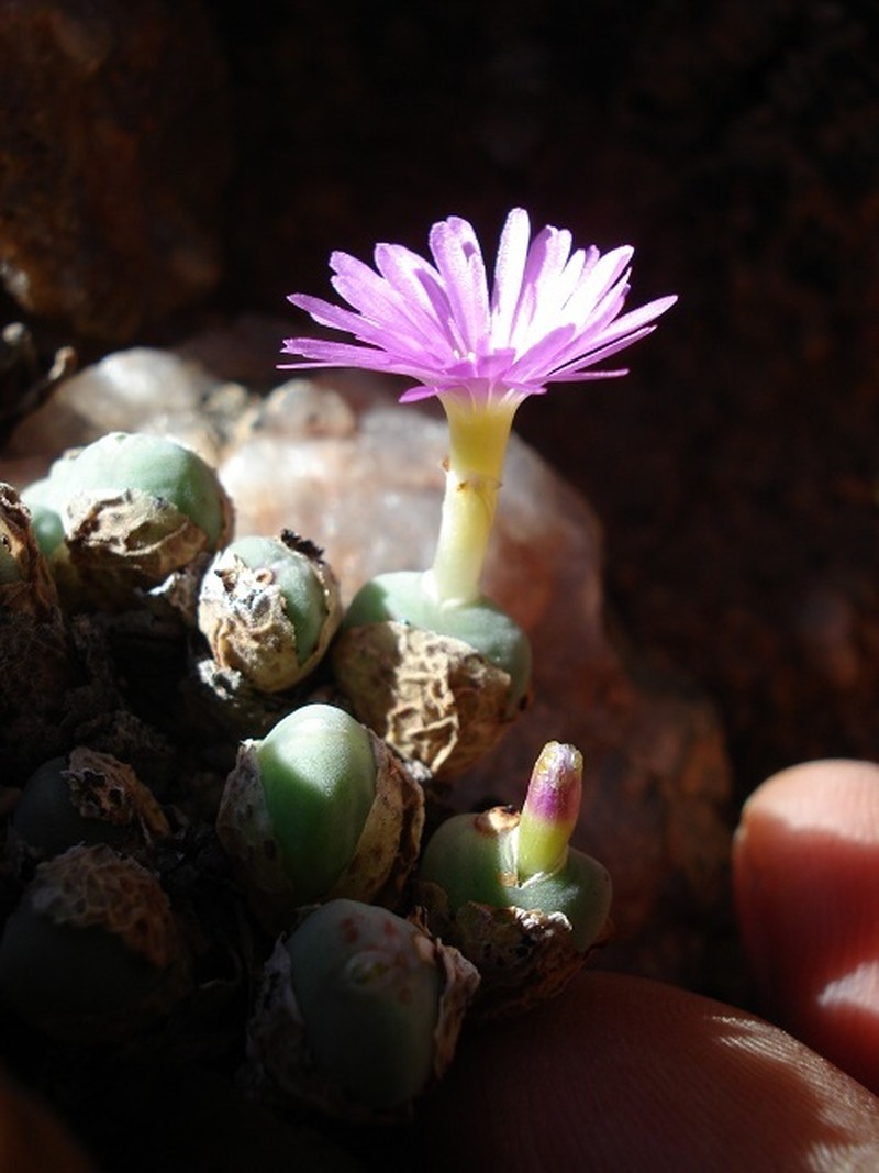 Conophytum velutinum subsp. velutinum photo 3