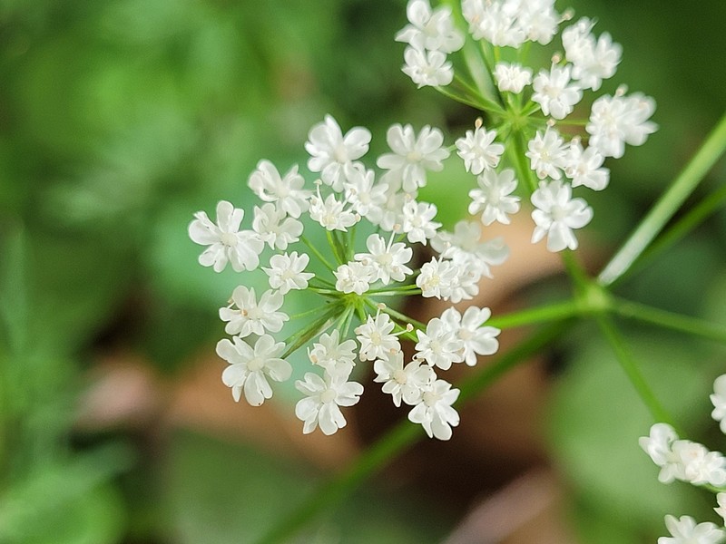 Conopodium majus subsp. majus