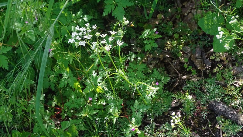 Conopodium majus subsp. majus photo 2