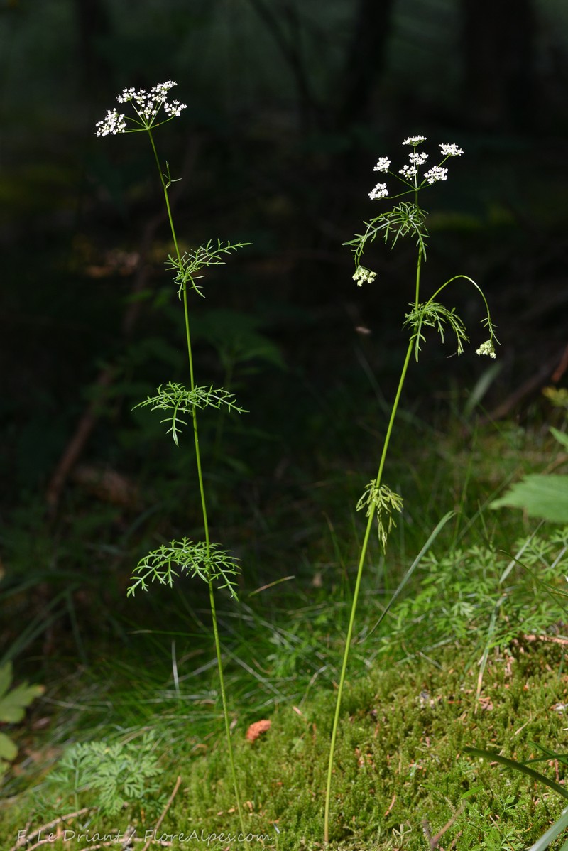 Conopodium majus subsp. majus photo 3
