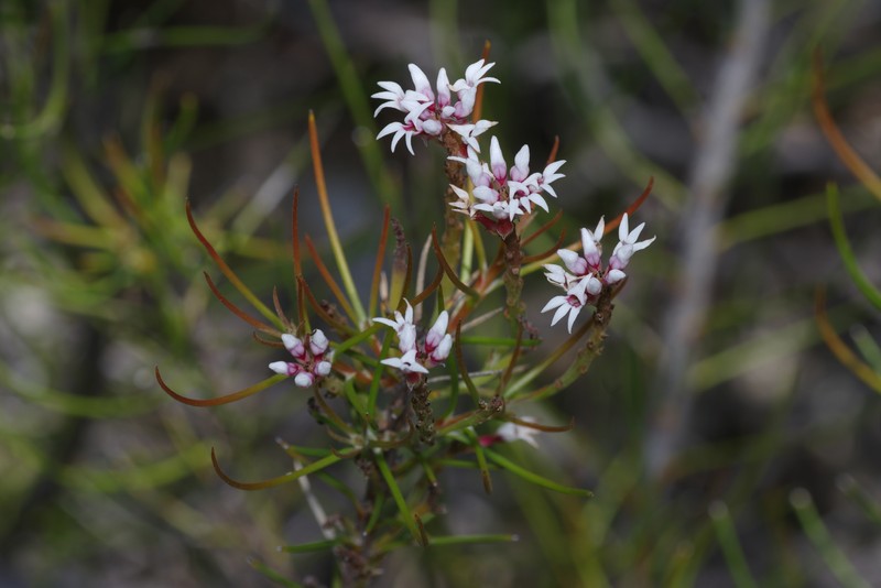 Conospermum acerosum subsp. acerosum