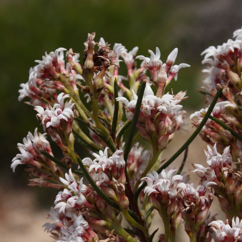 Conospermum acerosum subsp. acerosum photo 2