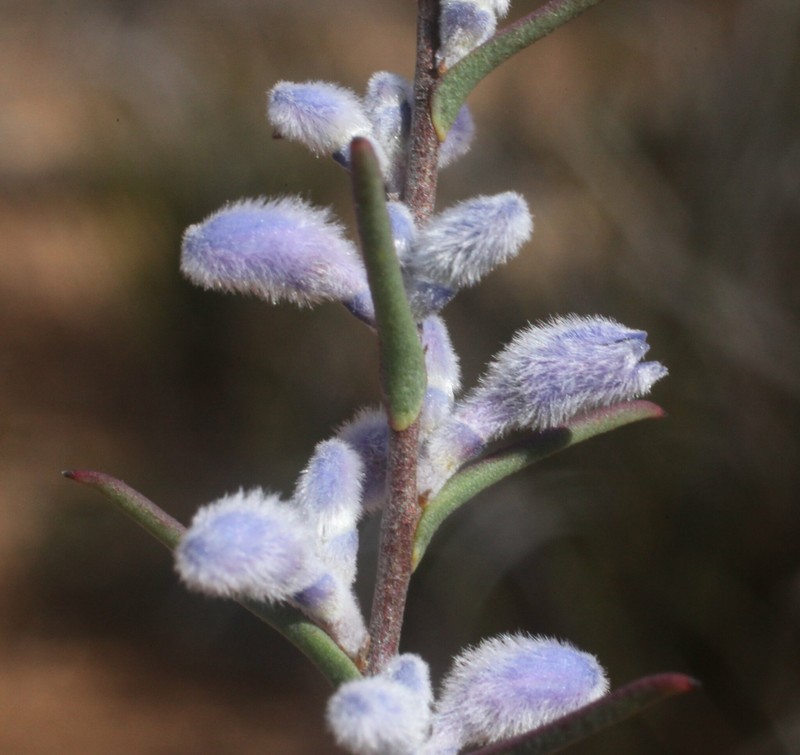 Conospermum amoenum subsp. amoenum