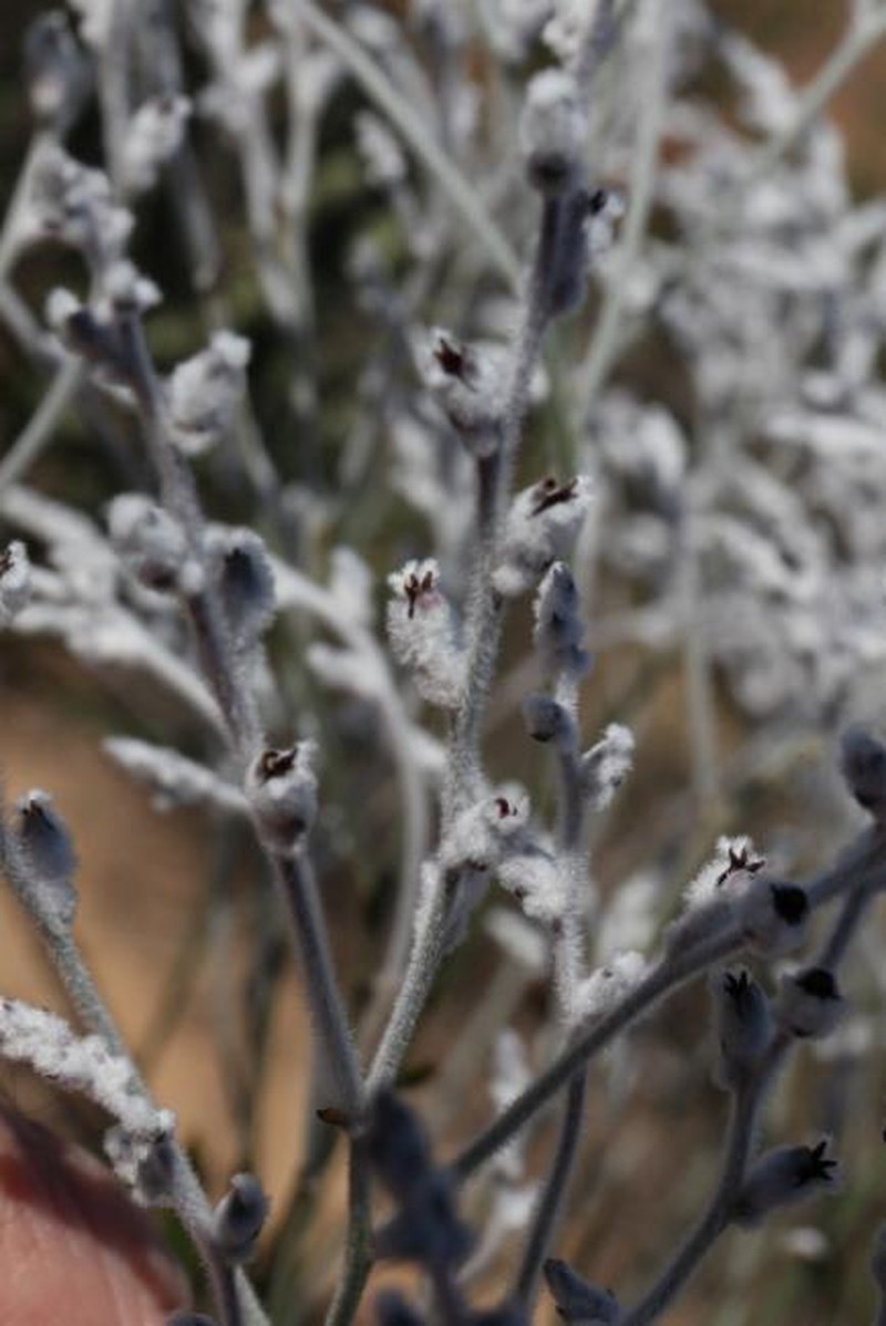 Conospermum boreale subsp. boreale