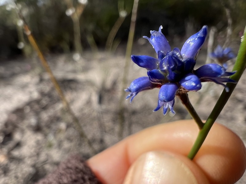 Conospermum caeruleum subsp. caeruleum photo 2