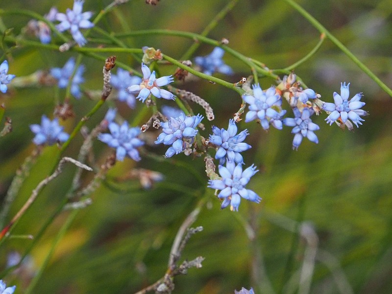 Conospermum caeruleum subsp. caeruleum photo 3