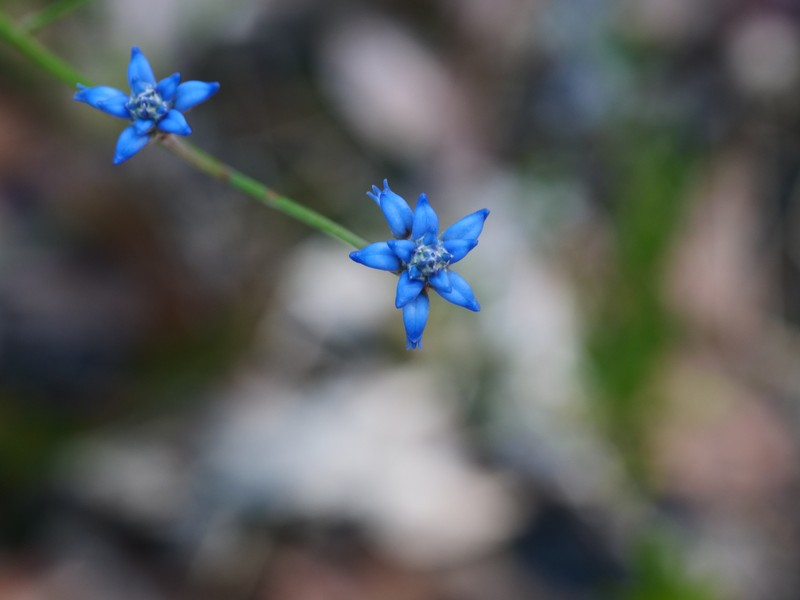 Conospermum caeruleum subsp. caeruleum photo 4