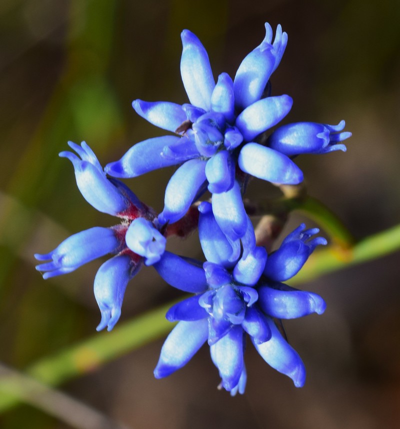 Conospermum caeruleum subsp. caeruleum photo 5