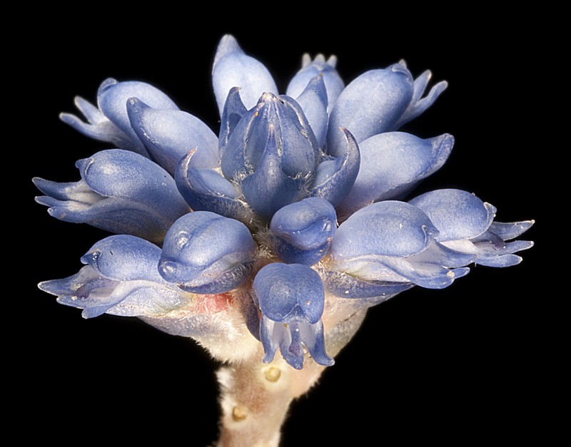 Conospermum caeruleum subsp. caeruleum
