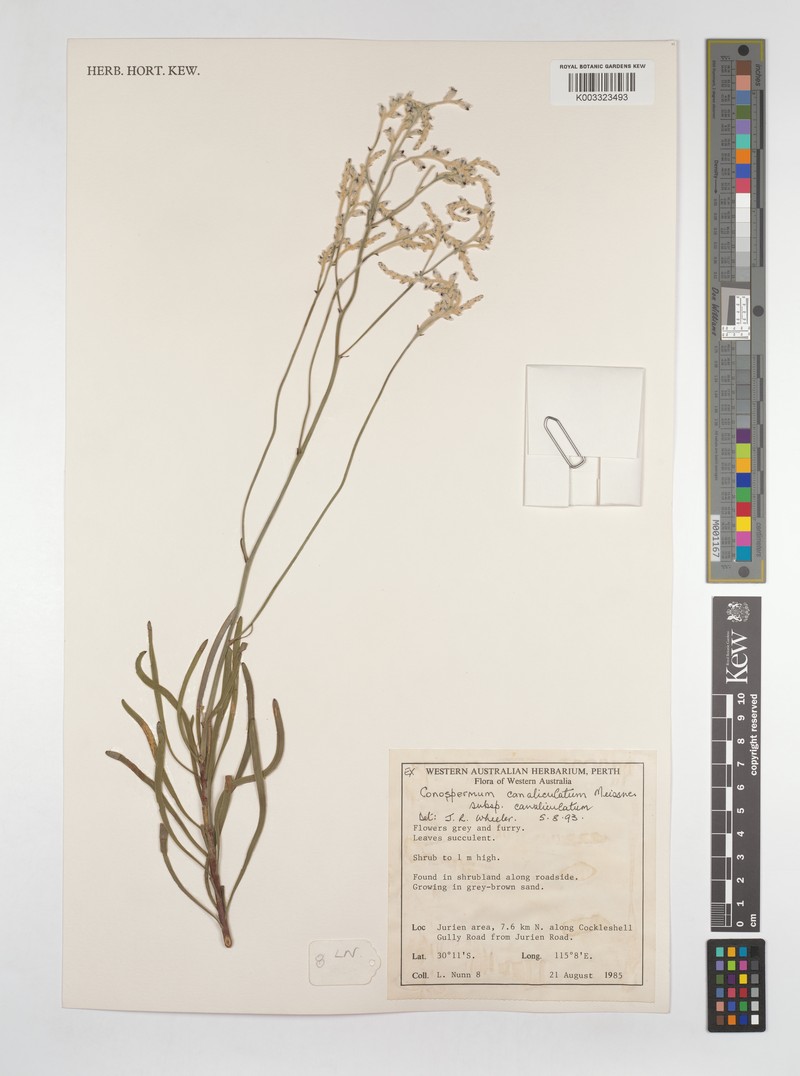 Conospermum canaliculatum subsp. canaliculatum