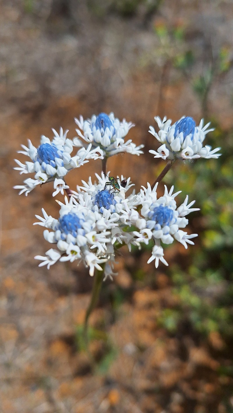 Conospermum densiflorum subsp. densiflorum