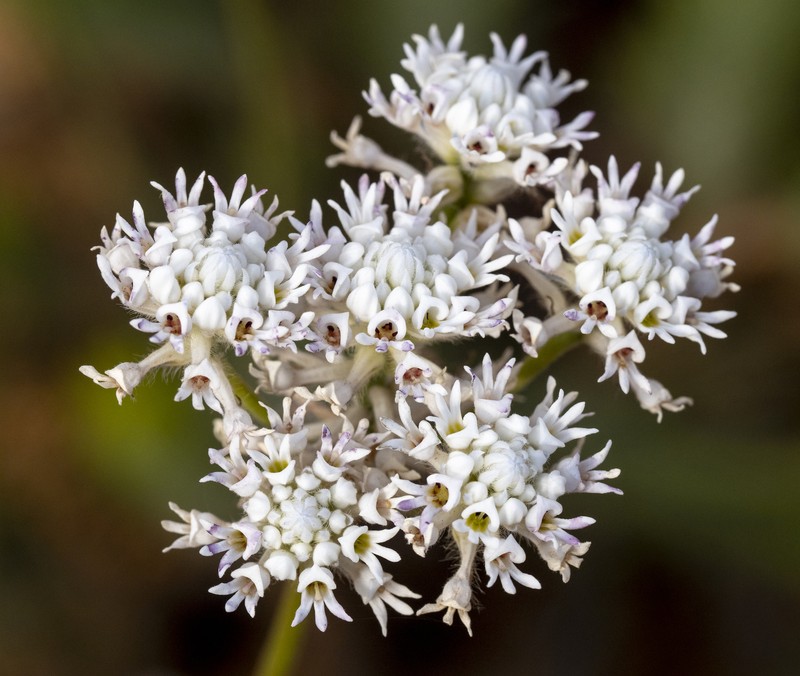 Conospermum densiflorum subsp. densiflorum photo 2