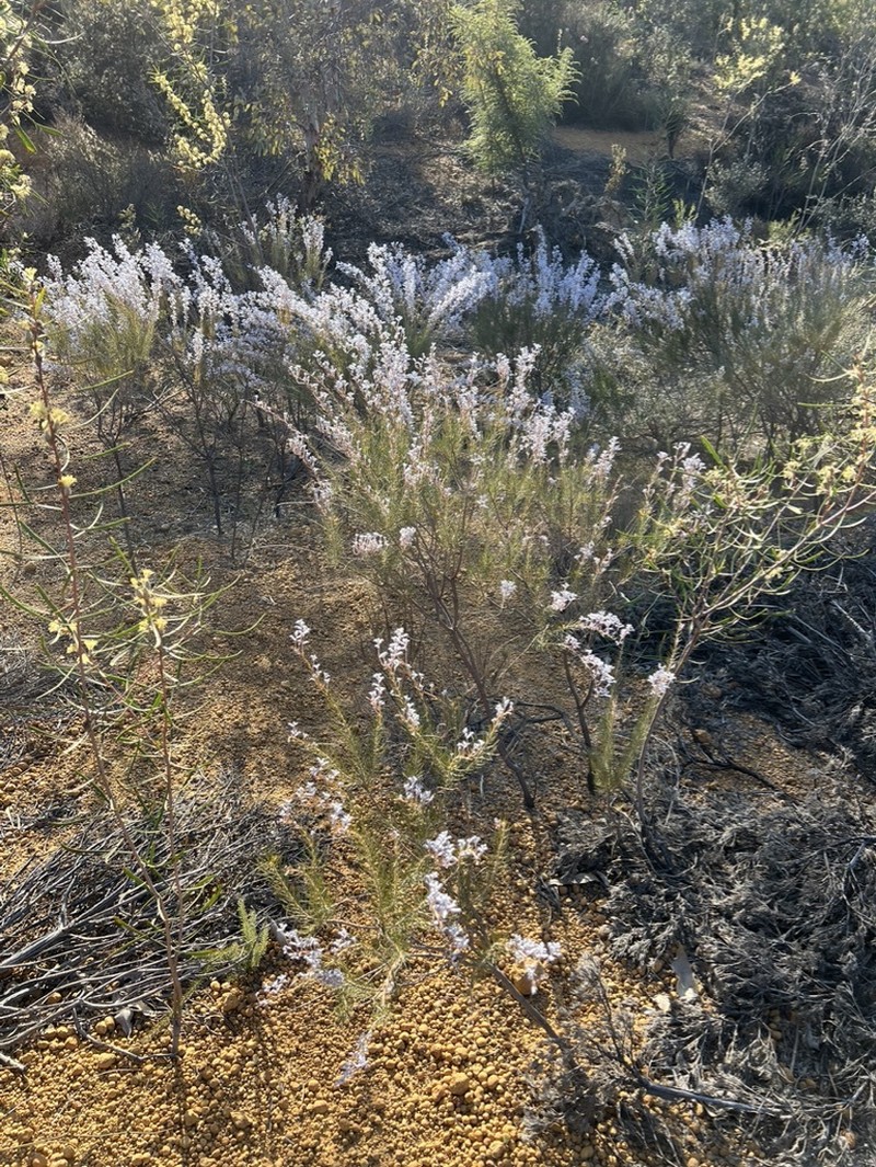 Conospermum filifolium subsp. filifolium