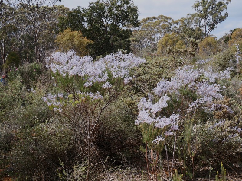 Conospermum filifolium subsp. filifolium photo 2