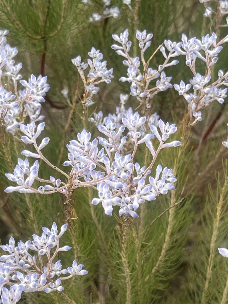 Conospermum filifolium subsp. filifolium photo 3