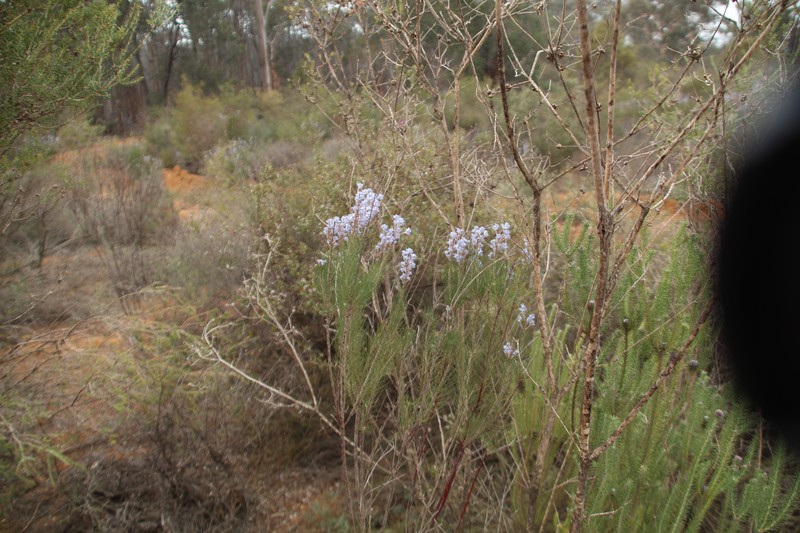Conospermum filifolium subsp. filifolium photo 4