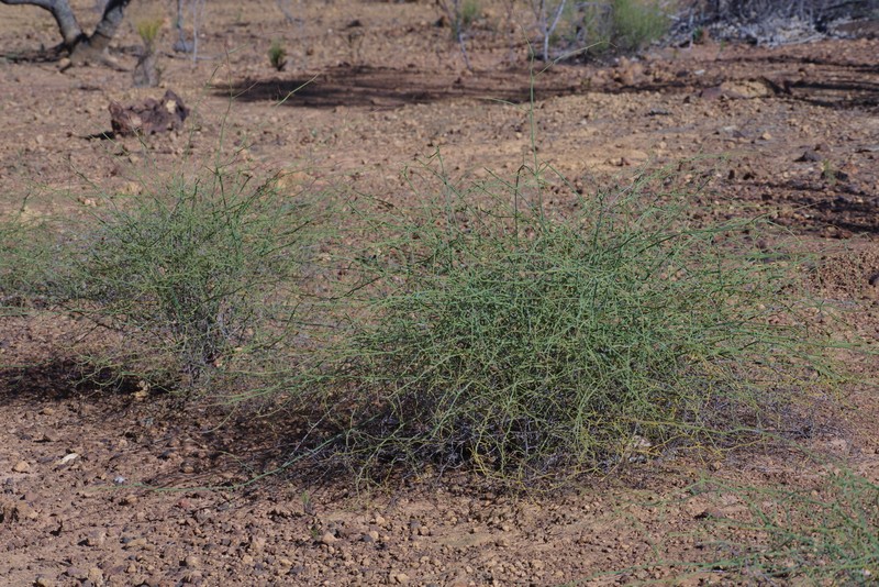 Conospermum flexuosum subsp. flexuosum