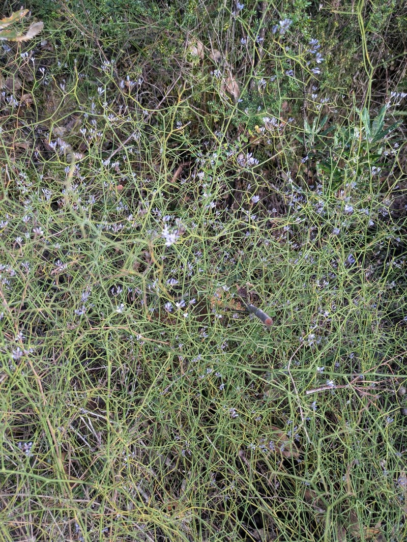Conospermum flexuosum subsp. flexuosum photo 2