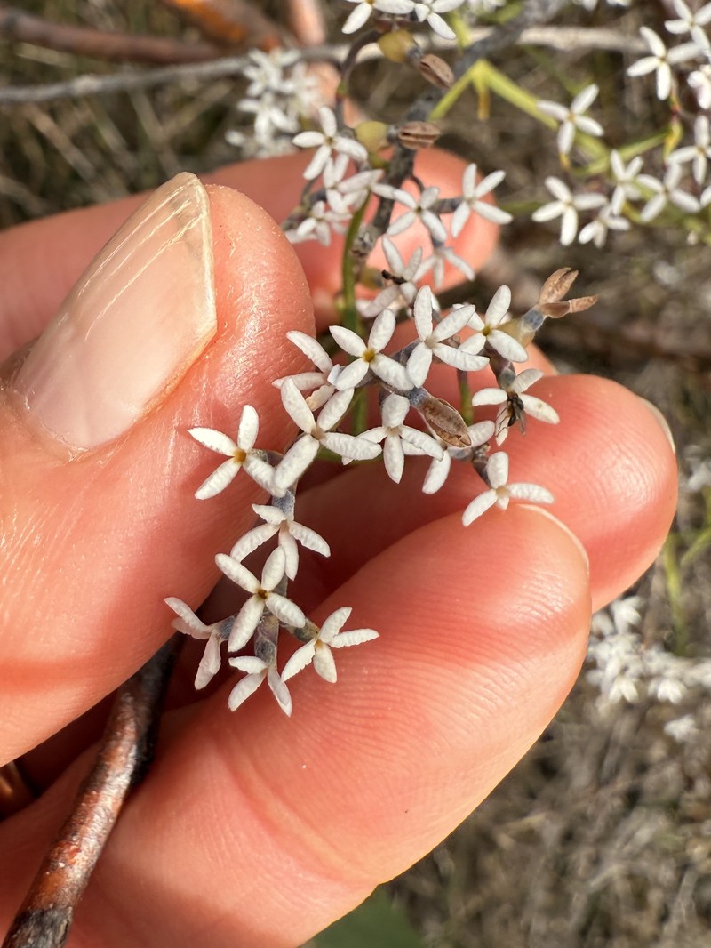 Conospermum flexuosum subsp. flexuosum photo 3