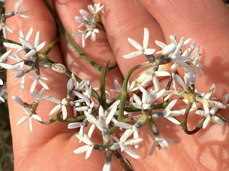 Conospermum flexuosum subsp. flexuosum photo 4