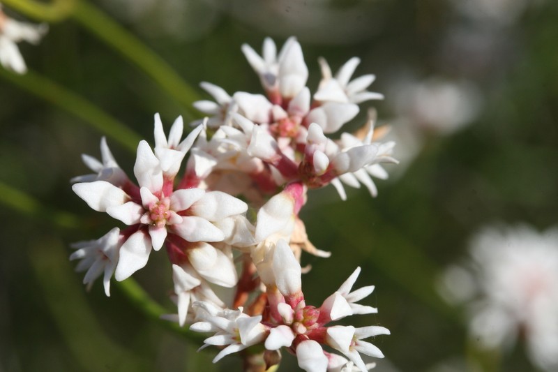 Conospermum leianthum subsp. leianthum