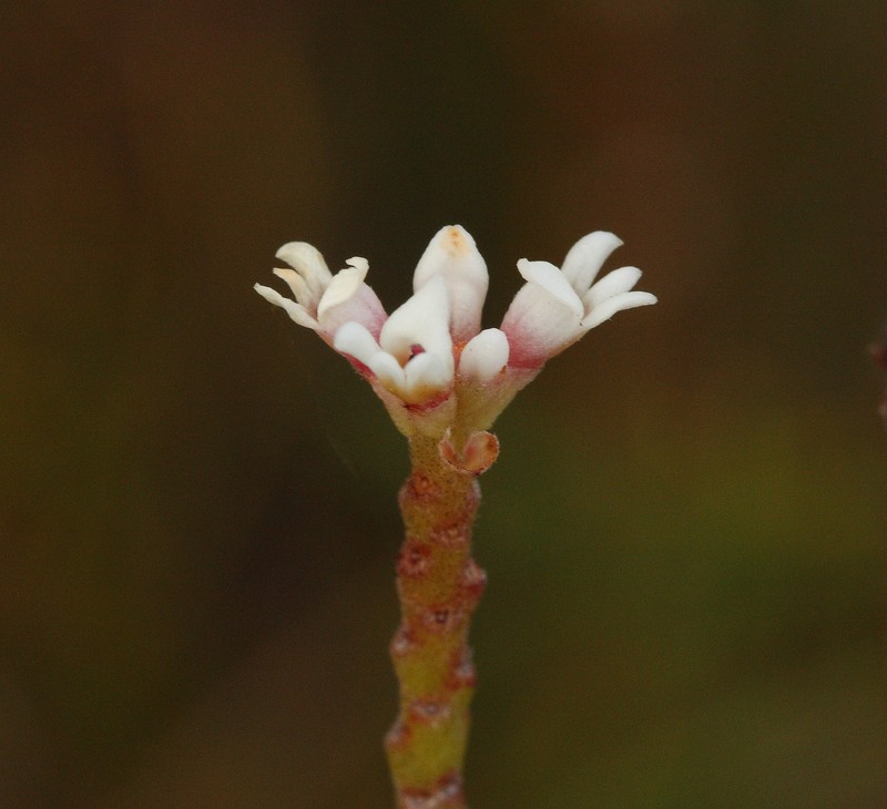 Conospermum leianthum subsp. leianthum photo 2