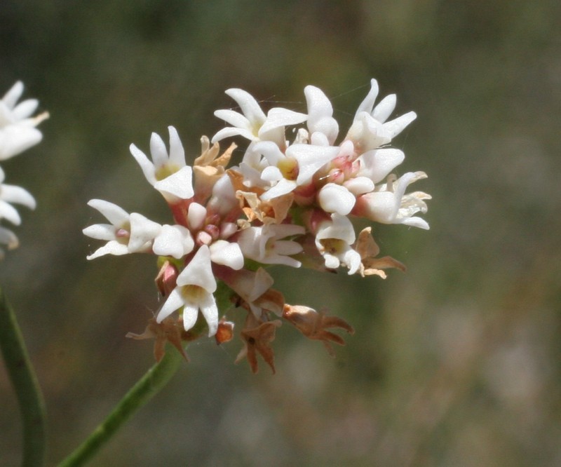 Conospermum leianthum subsp. leianthum photo 3